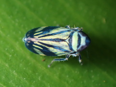 Image of Stirellus bicolor
