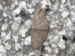 Idaea philocosma