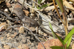 Diporiphora