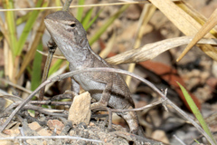 Diporiphora