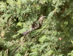Conirostrum cinereum