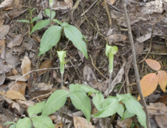 Arisaema triphyllum