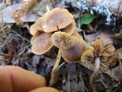 Naucoria escharioides