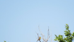 Icterus bullockii