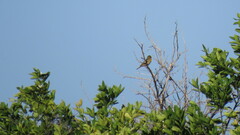 Icterus bullockii