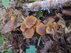 Naucoria escharioides