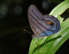 Chloreuptychia amethysta