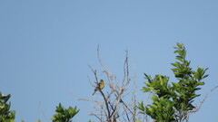 Icterus bullockii