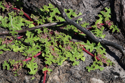 Cleretum herrei (Cleretum herrei)