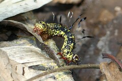 Tinolius eburneigutta