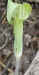 Arisaema triphyllum