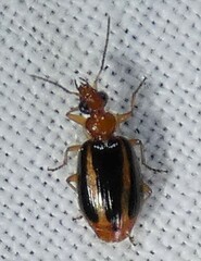 Lebia solea