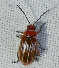 Disonycha conjugata