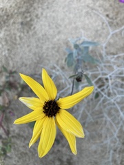 Helianthus petiolaris canescens