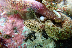 Stenoplax petaloides