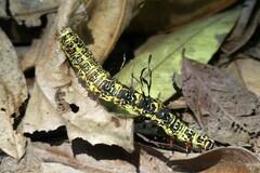 Tinolius eburneigutta