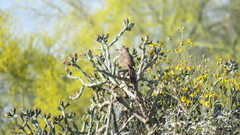 Toxostoma bendirei