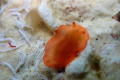Dendrodoris nigra