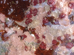 Homotrema rubrum