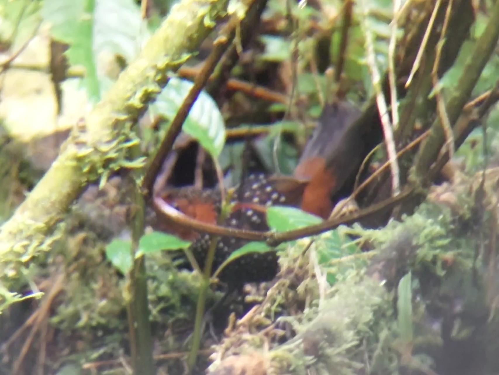 Ocellated Tapaculo (Acropternis orthonyx), photo 6