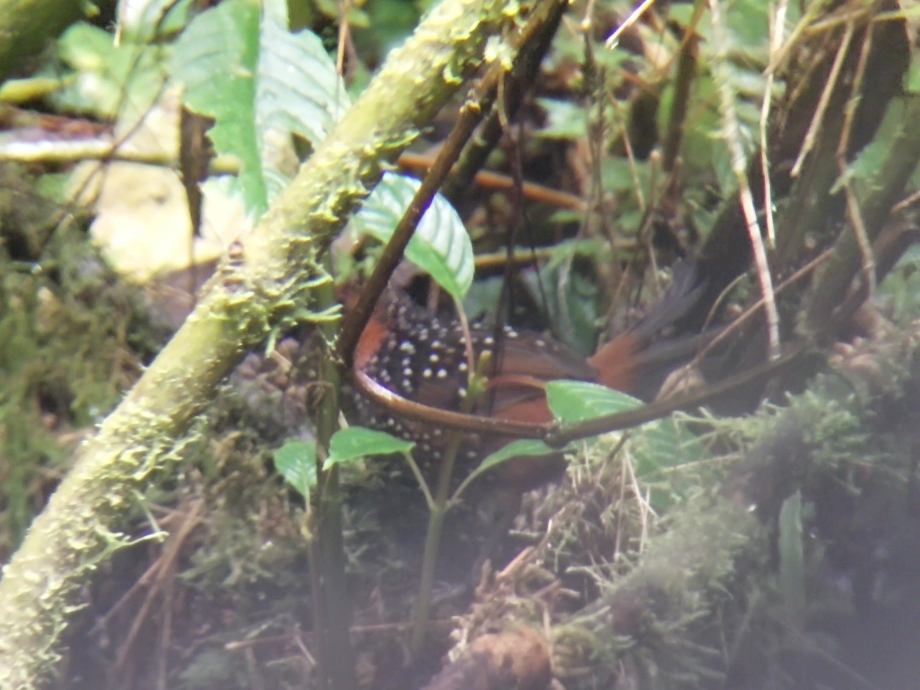 Ocellated Tapaculo (Acropternis orthonyx), photo 7