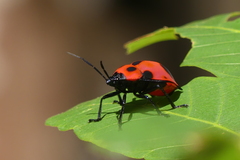 Poecilocoris nepalensis