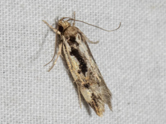 Machetis versatrix