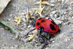 Poecilocoris nepalensis