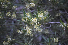 Ornithostaphylos oppositifolia