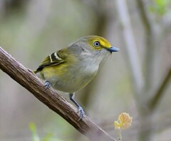 Vireo griseus