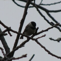 Poecile carolinensis