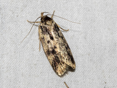 Barea atmophora