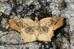 Ctenoptilum vasava