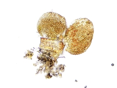 Frullania bolanderi