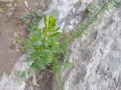 Mortonia greggii