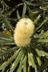 Banksia attenuata