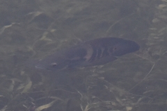 Astronotus ocellatus