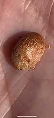 Paropsis atomaria