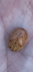 Paropsis atomaria