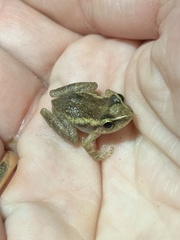 Eleutherodactylus coqui