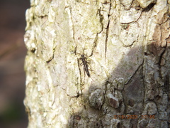 Allocapnia vivipara