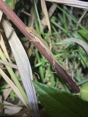 Anolis pulchellus