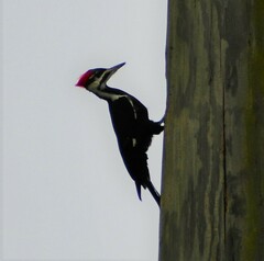 Dryocopus pileatus