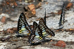Graphium chironides