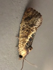 Cryptophlebia ombrodelta