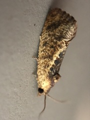 Cryptophlebia ombrodelta