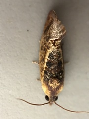 Cryptophlebia ombrodelta