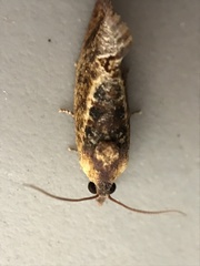Cryptophlebia ombrodelta