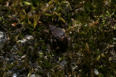 Conotrachelus posticatus