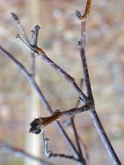 Acer griseum
